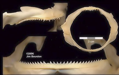 Centroselachus crepidater_04.jpg